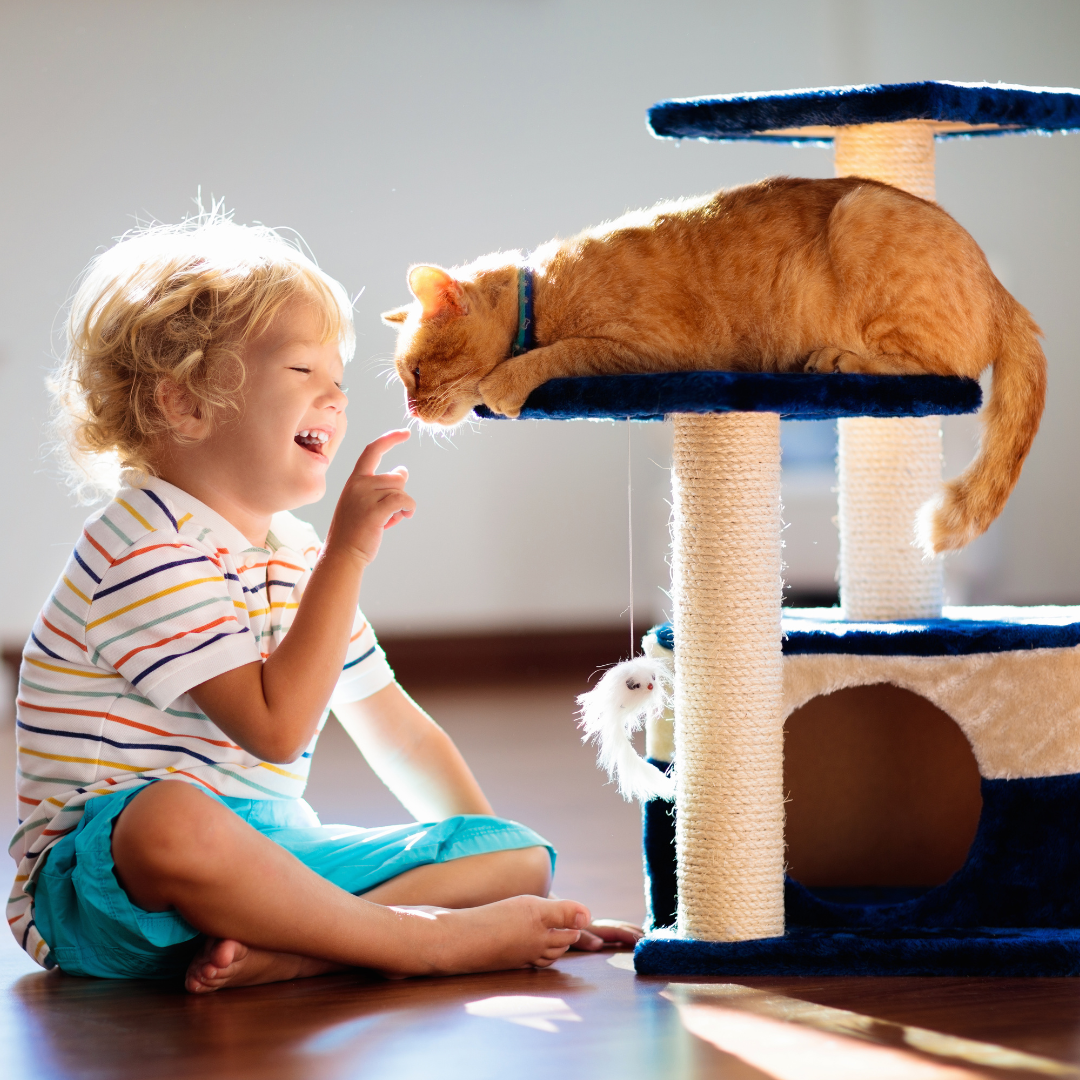 A Importância da Gatificação: Melhore a Vida do Seu Gato na Nossa Loja Gateiros
