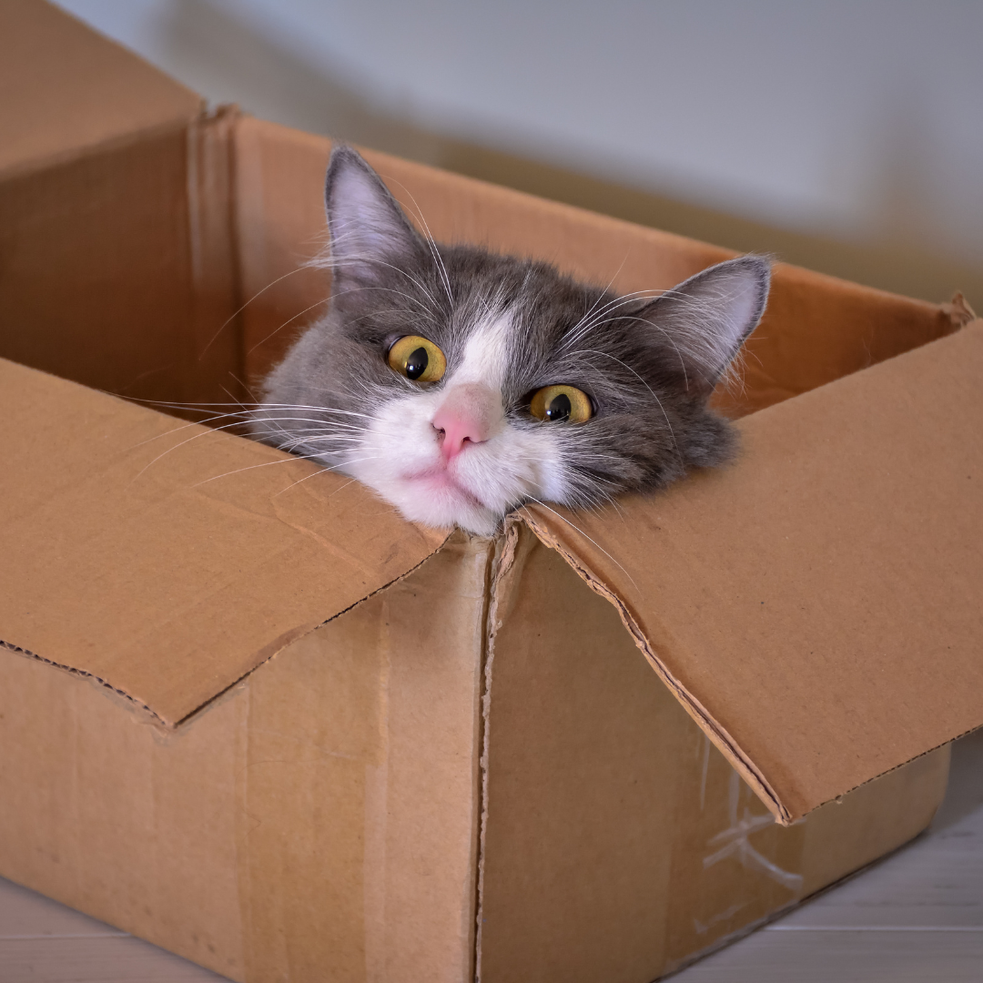 😻 Promoções e Ofertas - Gateiros