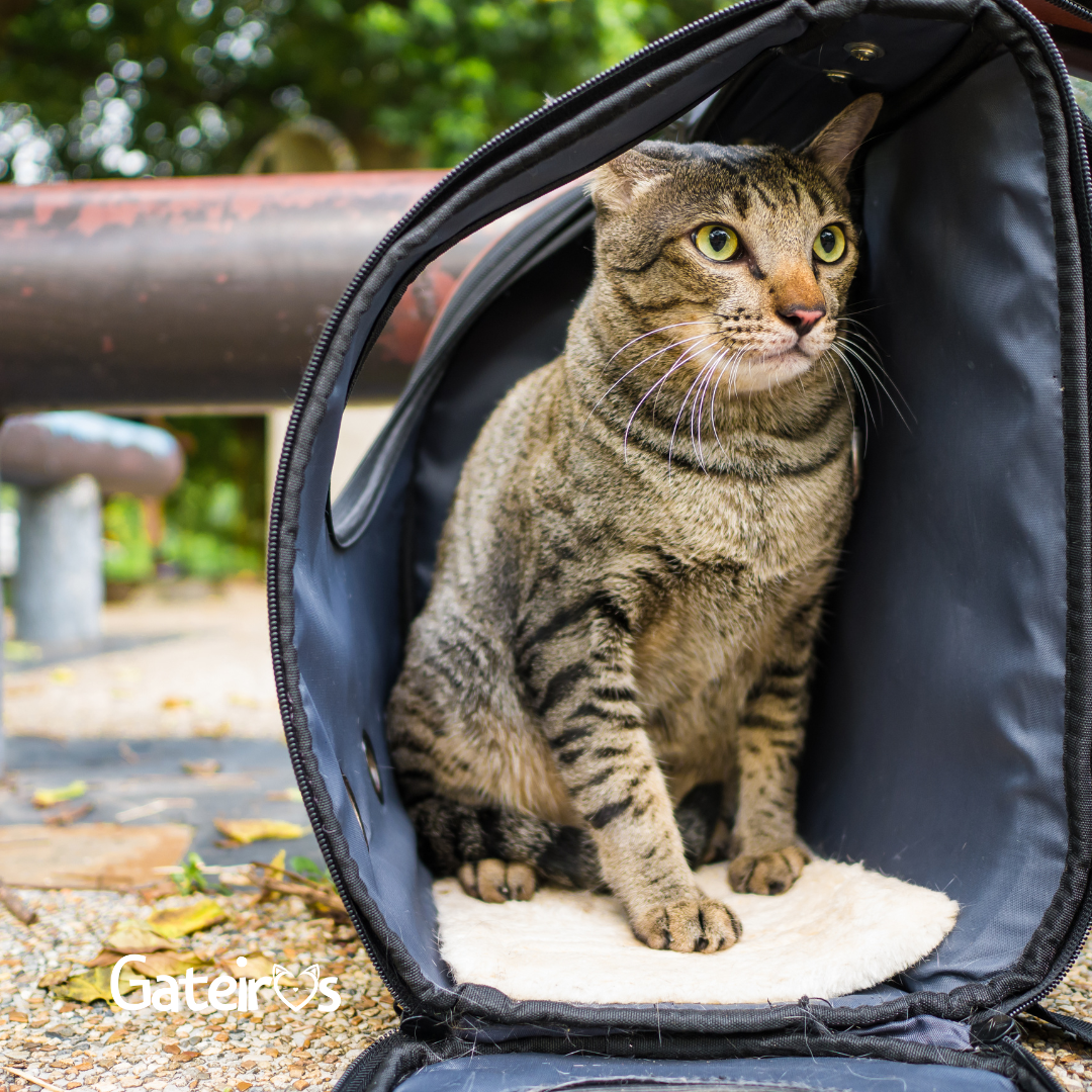 Bolsas de Transporte para Gatos