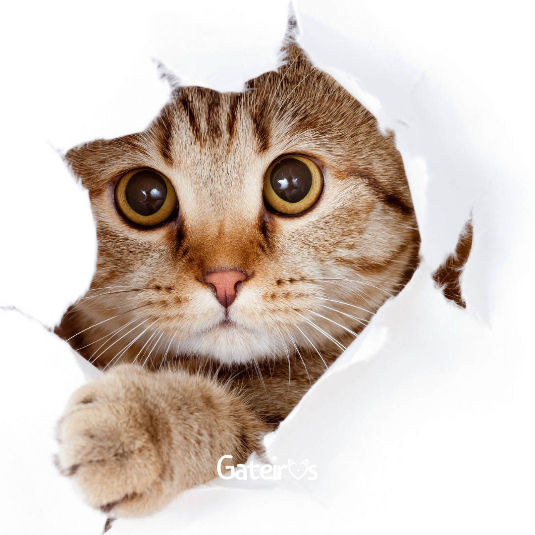 Os Favoritos dos Gatos