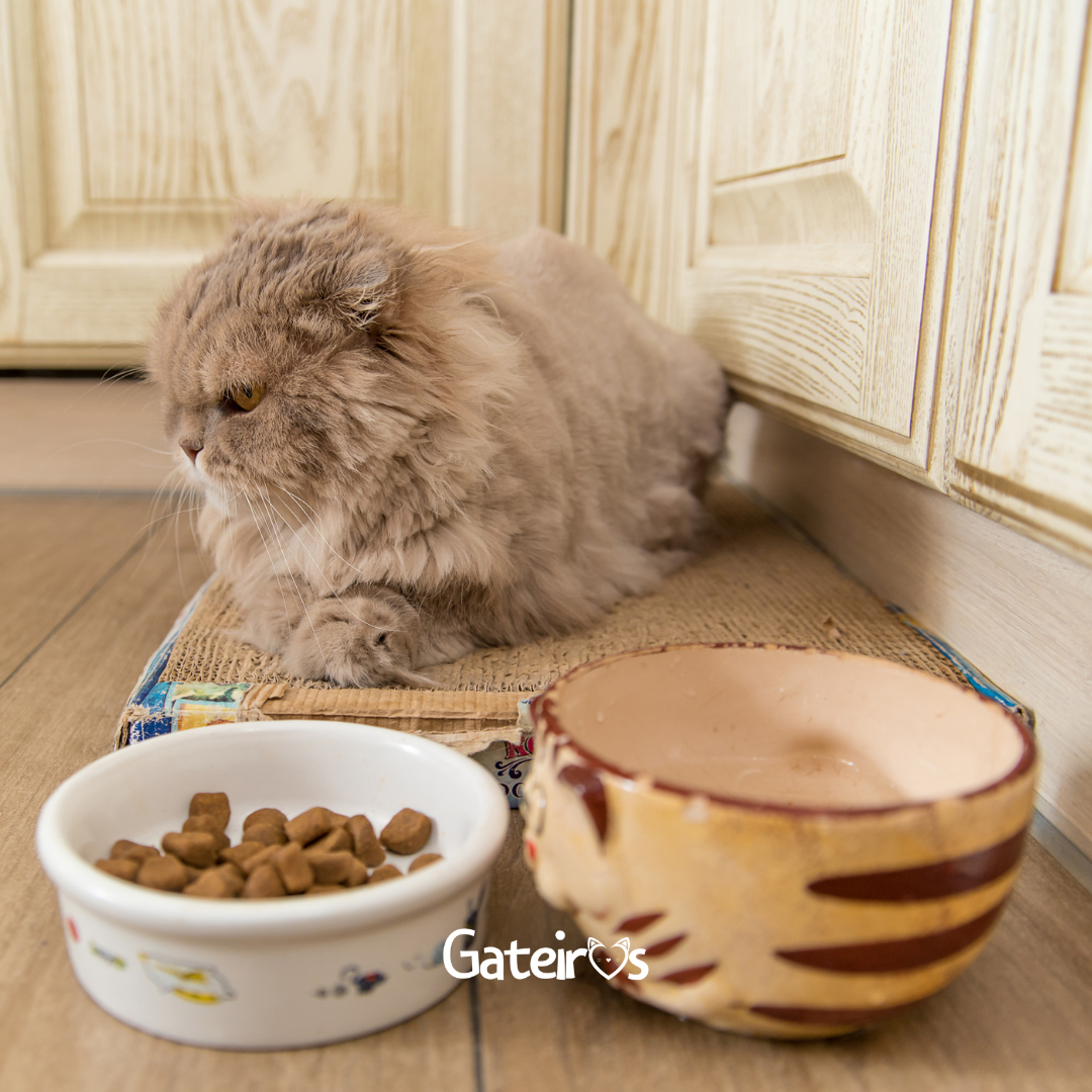 Comedouros e Potinhos para Gatos