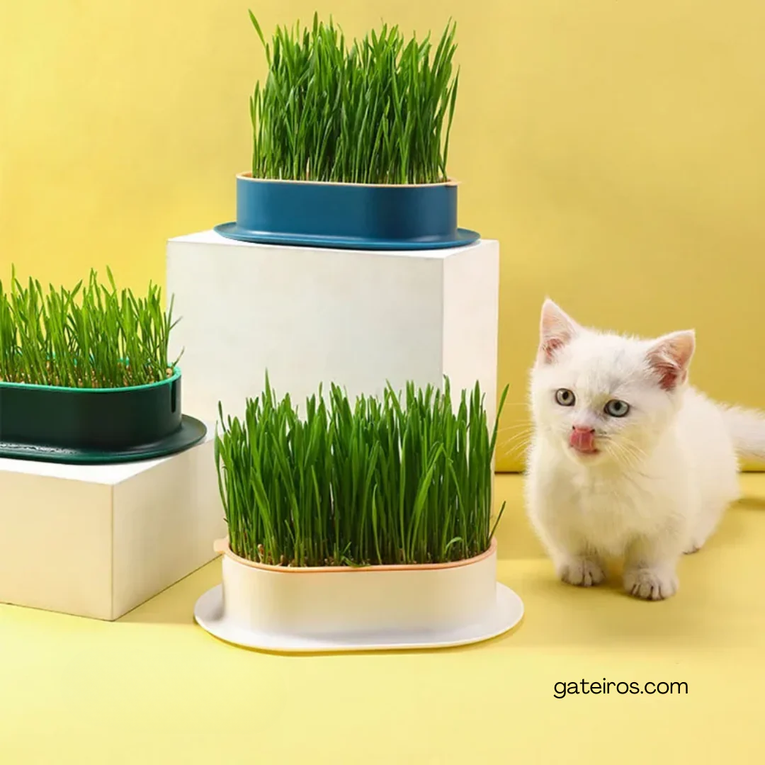 Vaso Graminha Coletor