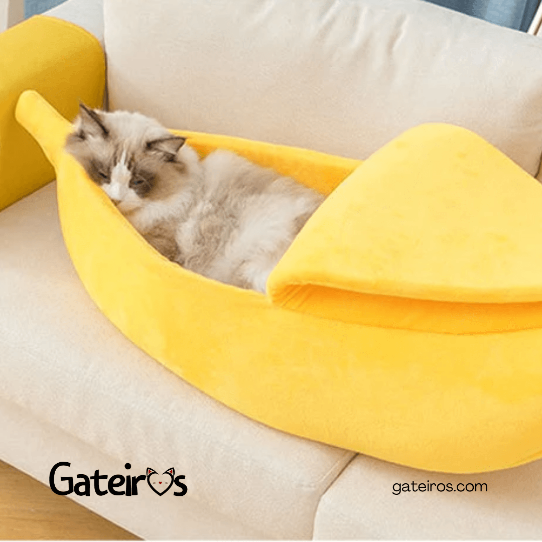 Caminha Banana - Gateiros